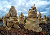 Wrapped Trees